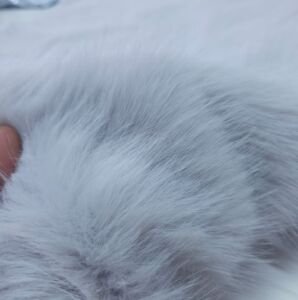 Lolita Peluş Kumaş Gri